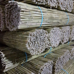 united company srl stuoie di canna